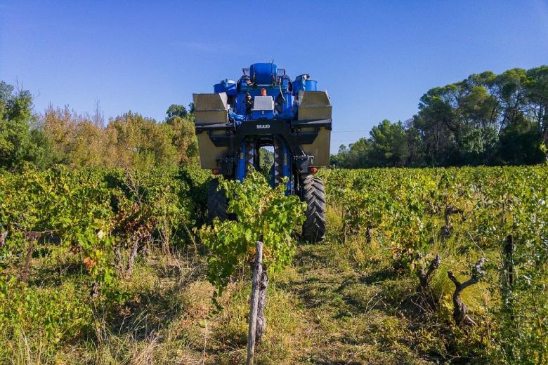Эксперты Роскачества оценили урожайность винограда в условиях засухи